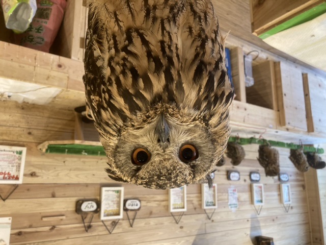 CyberOwlさんのアイコン